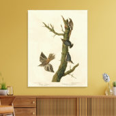 Bruine Creeper, Pygmy Nuthatch uit Audubon's vogel Canvas Afdruk (Insitu (Woonkamer))