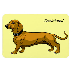 bruine dachshund magneet