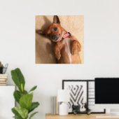 Bruine Dachshund Puppydog Buikpositie Poster (Thuiskantoor)