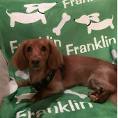 Bruine Dachshund Wiener Dog Custom Deken