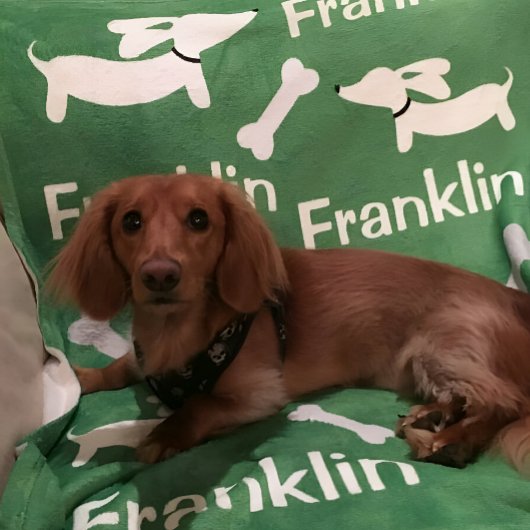 Bruine Dachshund Wiener Dog Custom Deken