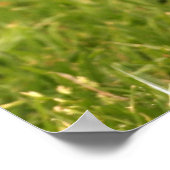 Bruine eekhoorntjesPoster Poster (Hoek)