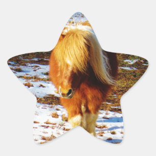 Bruine en crème dwergpaard in de sneeuw. ster sticker
