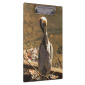 Bruine en grijze vogel met lange snavel klembord (Rechts)