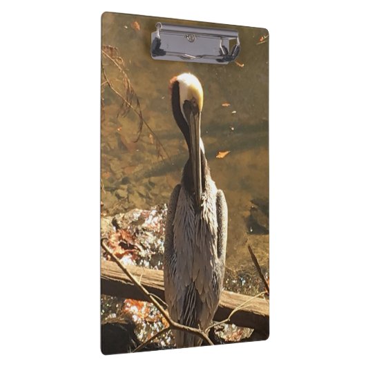 Bruine en grijze vogel met lange snavel klembord (Rechts)