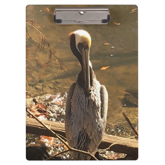 Bruine en grijze vogel met lange snavel klembord (Voorkant)