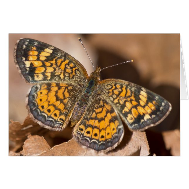 Bruine en Oranje motschildpadden en schitterende a (Voorkant Horizontaal)