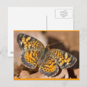 Bruine en Oranje motschildpadden en schitterende a Briefkaart (Voorkant / Achterkant)