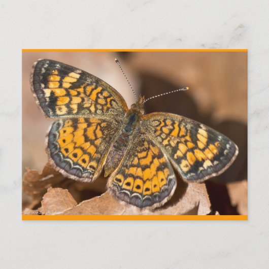 Bruine en Oranje motschildpadden en schitterende a Briefkaart (Voorkant)