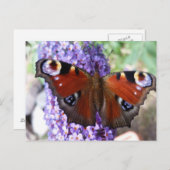 Bruine en paarse vlinderpaars briefkaart (Voorkant / Achterkant)