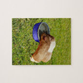 Bruine en witte cavia's, legpuzzel (Horizontaal)