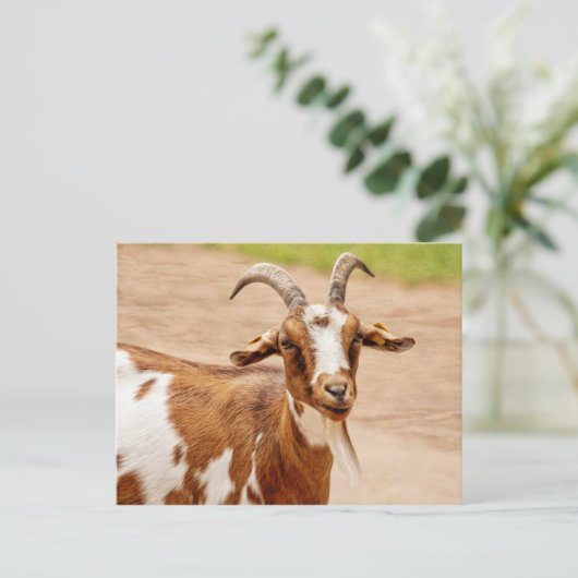 Bruine en witte geit briefkaart (Staand voorkant)