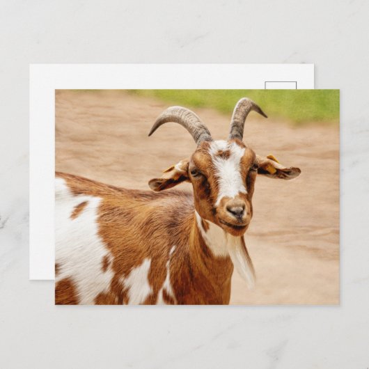 Bruine en witte geit briefkaart (Voorkant / Achterkant)
