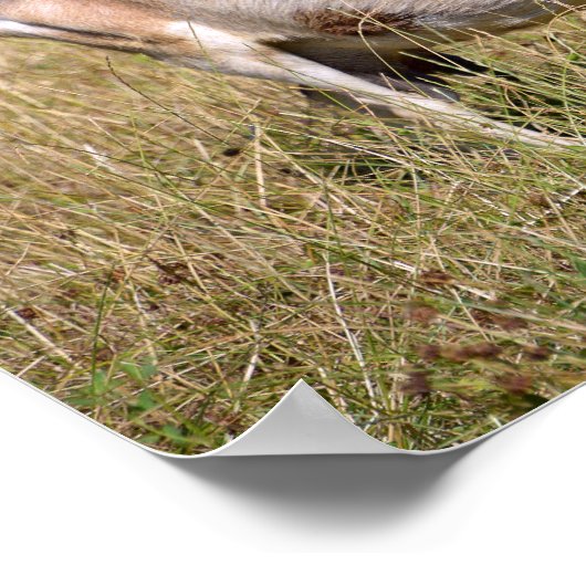 Bruine en witte geit in gras poster (Hoek)