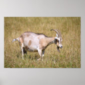 Bruine en witte geit in gras poster (Voorkant)