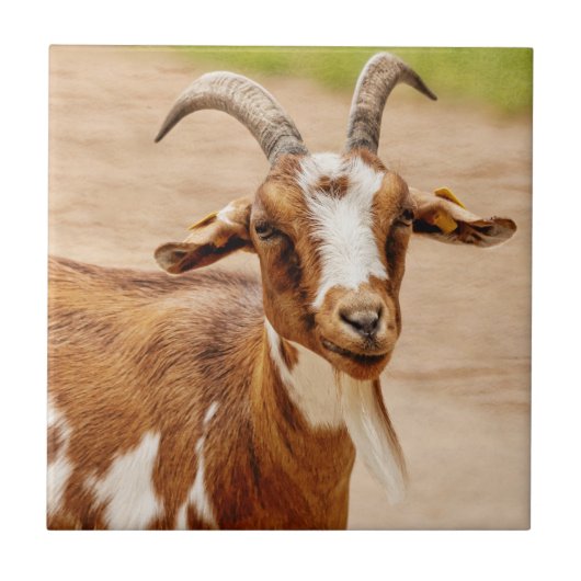 Bruine en witte geit tegeltje (Voorkant)