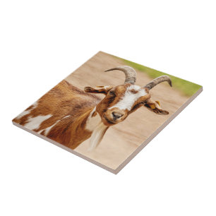 Bruine en witte geit tegeltje