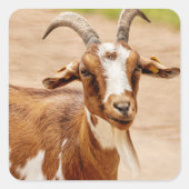 Bruine en witte geit vierkante sticker (Voorkant)