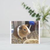 Bruine en witte guinnie briefkaart (Staand voorkant)