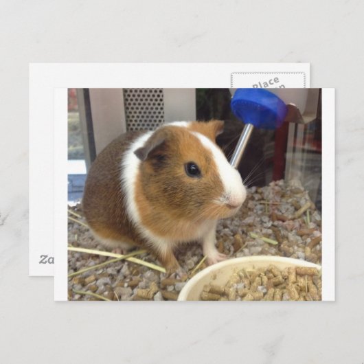 Bruine en witte guinnie briefkaart (Voorkant / Achterkant)