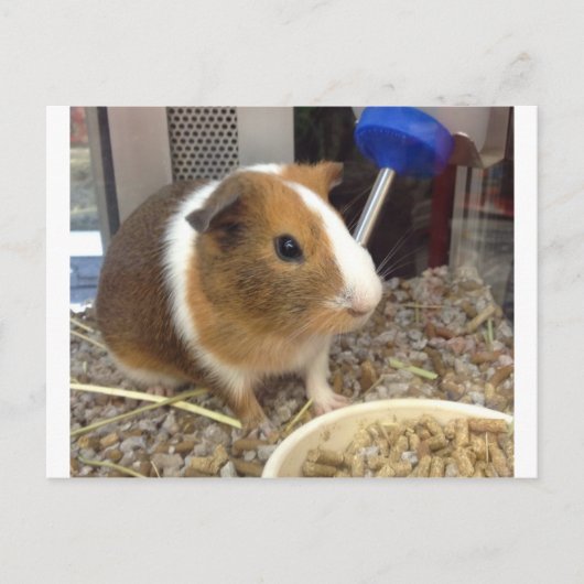 Bruine en witte guinnie briefkaart (Voorkant)