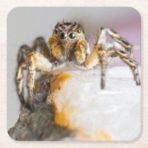 Bruine en Witte Jumping Spider op White Rock Kartonnen Onderzetters