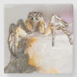 Bruine en Witte Jumping Spider op White Rock Stenen Onderzetter
