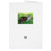Bruine en witte kat (Achterkant)