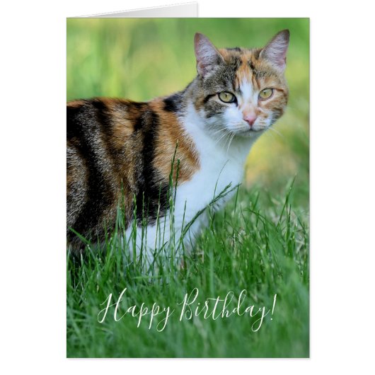 Bruine en witte kat (Voorkant)