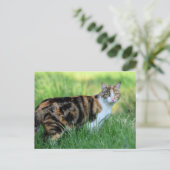 Bruine en witte kat briefkaart (Staand voorkant)