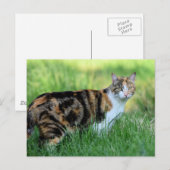 Bruine en witte kat briefkaart (Voorkant / Achterkant)