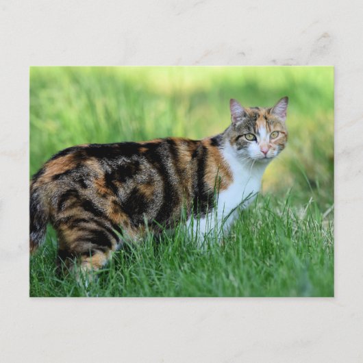 Bruine en witte kat briefkaart (Voorkant)