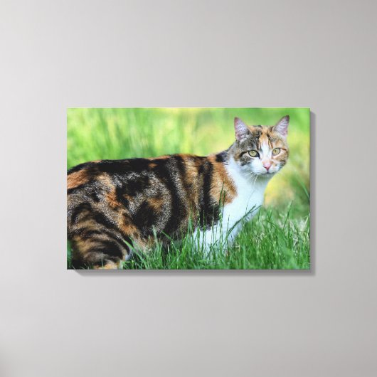 Bruine en witte kat canvas afdruk (Voorkant)