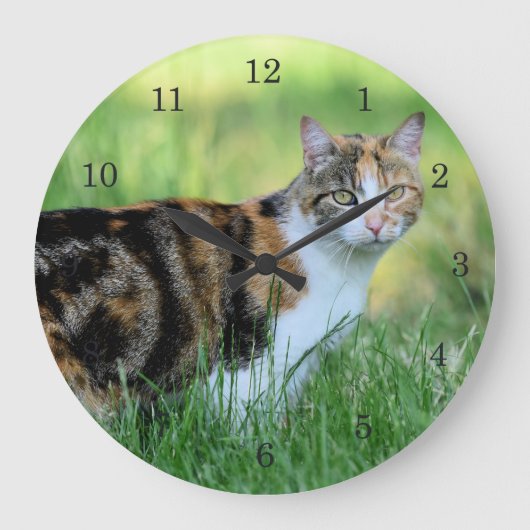 Bruine en witte kat grote klok (Voorkant)