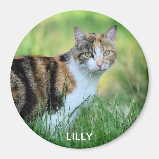 Bruine en witte kat magneet (Voorkant)