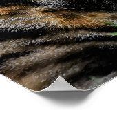 Bruine en witte kat poster (Hoek)