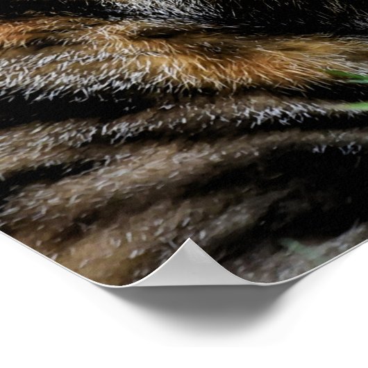 Bruine en witte kat poster (Hoek)