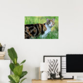 Bruine en witte kat poster (Thuiskantoor)