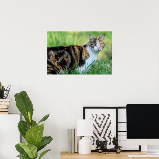 Bruine en witte kat poster (Thuiskantoor)