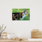 Bruine en witte kat poster (Keuken)
