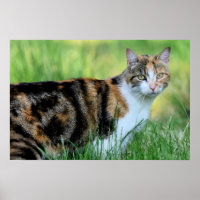 Bruine en witte kat