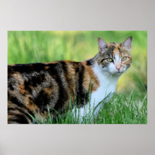 Bruine en witte kat poster