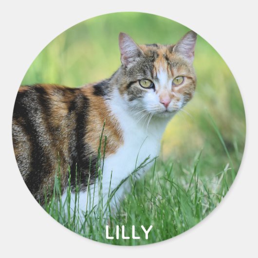 Bruine en witte kat ronde sticker (Voorkant)