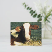 Bruine en witte melkkoe briefkaart (Staand voorkant)