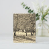 Bruine en witte paarden in de boom. Sepia Tone Briefkaart (Staand voorkant)
