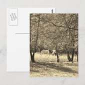 Bruine en witte paarden in de boom. Sepia Tone Briefkaart (Voorkant / Achterkant)