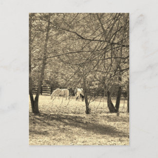 Bruine en witte paarden in de boom. Sepia Tone Briefkaart