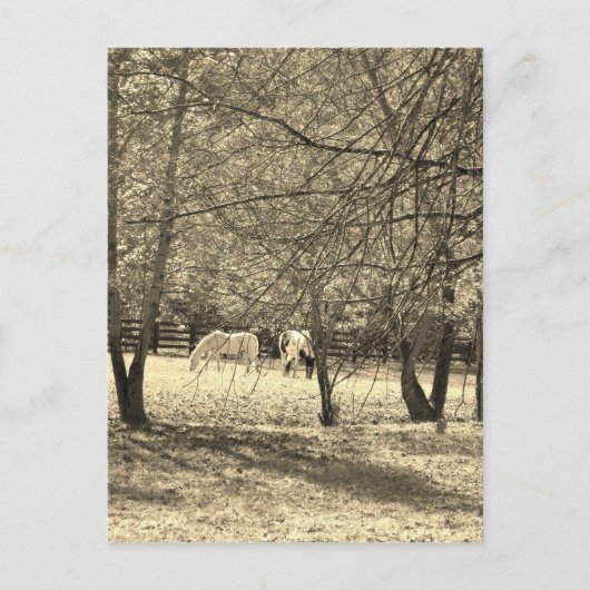 Bruine en witte paarden in de boom. Sepia Tone Briefkaart (Voorkant)