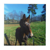 Bruine en witte snuit tegeltje (Voorkant)