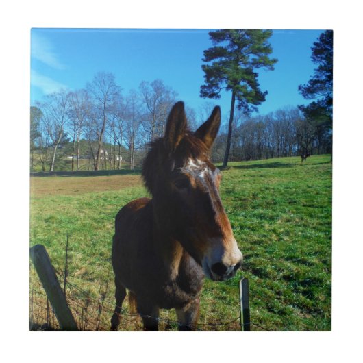 Bruine en witte snuit tegeltje (Voorkant)